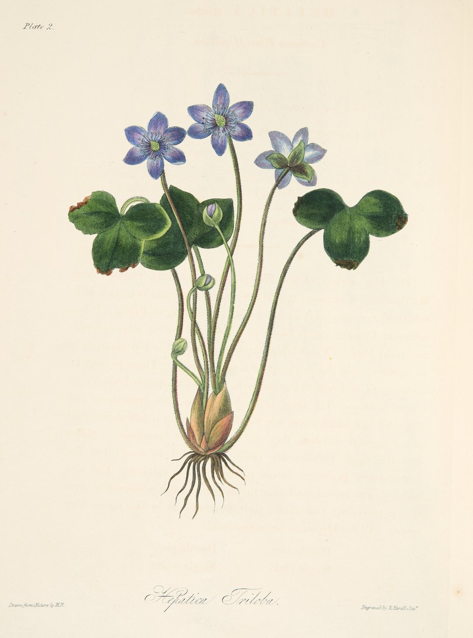 Hepatica الأزرق المشترك ، من الرسوم التوضيحية الأزهار للفصول ، حانة. 1829 (نقش يدوي) بواسطة مارجريت روسكو