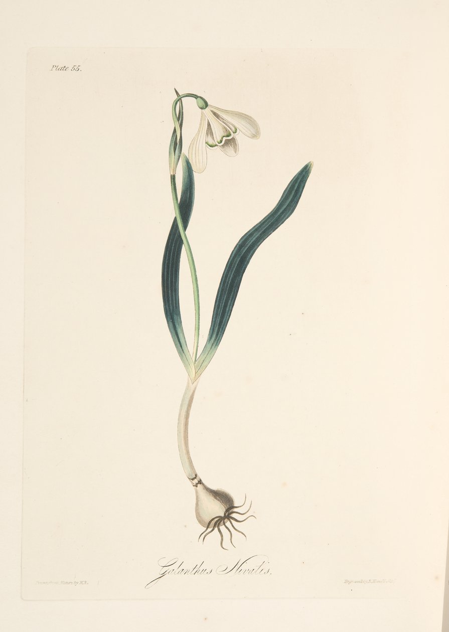 Snowdrop المشترك ، من الرسوم التوضيحية الأزهار للفصول ، حانة. 1829 (نقش يدوي) بواسطة مارجريت روسكو