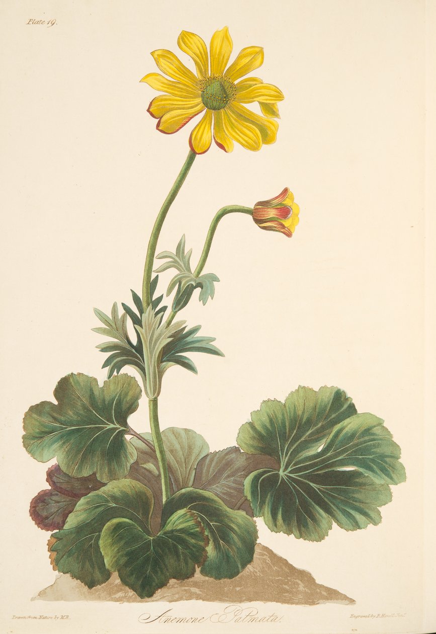 شقائق النعمان بخور مريم ، من الرسوم التوضيحية الأزهار للفصول ، حانة. 1829 (نقش يدوي) بواسطة مارجريت روسكو