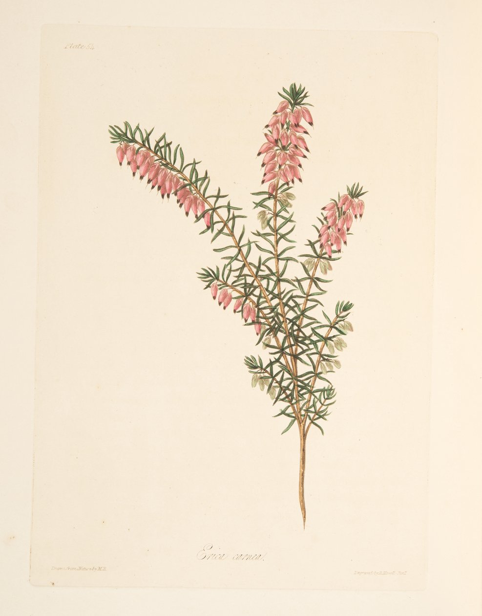 لون اللحم ، هيث المتدفق المبكر ، من الرسوم التوضيحية الأزهار للفصول ، الحانة. 1829 (نقش يدوي) بواسطة مارجريت روسكو