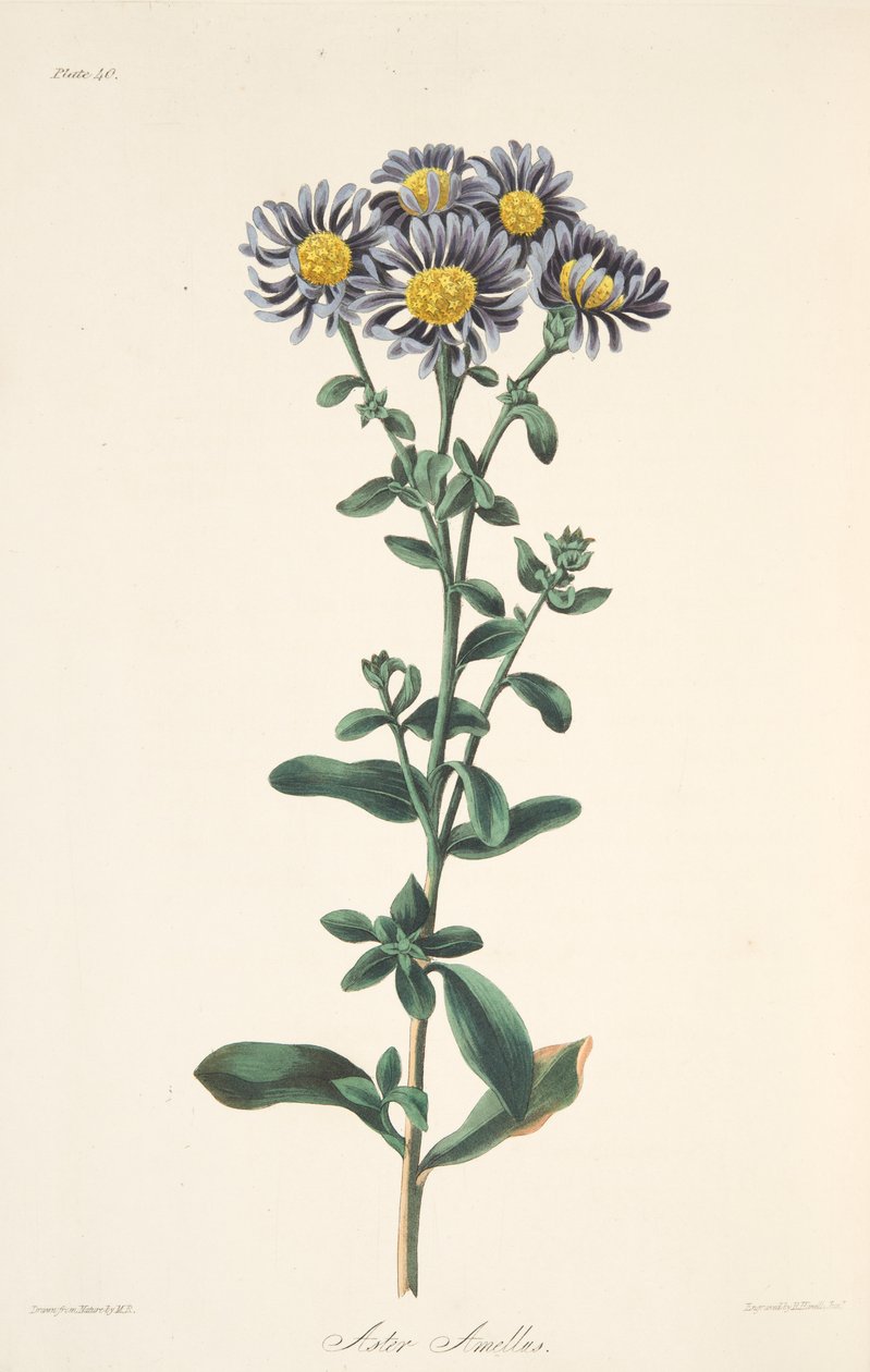 أستر الإيطالي ، من الرسوم التوضيحية الأزهار للفصول ، حانة. 1829 (نقش يدوي) بواسطة مارجريت روسكو