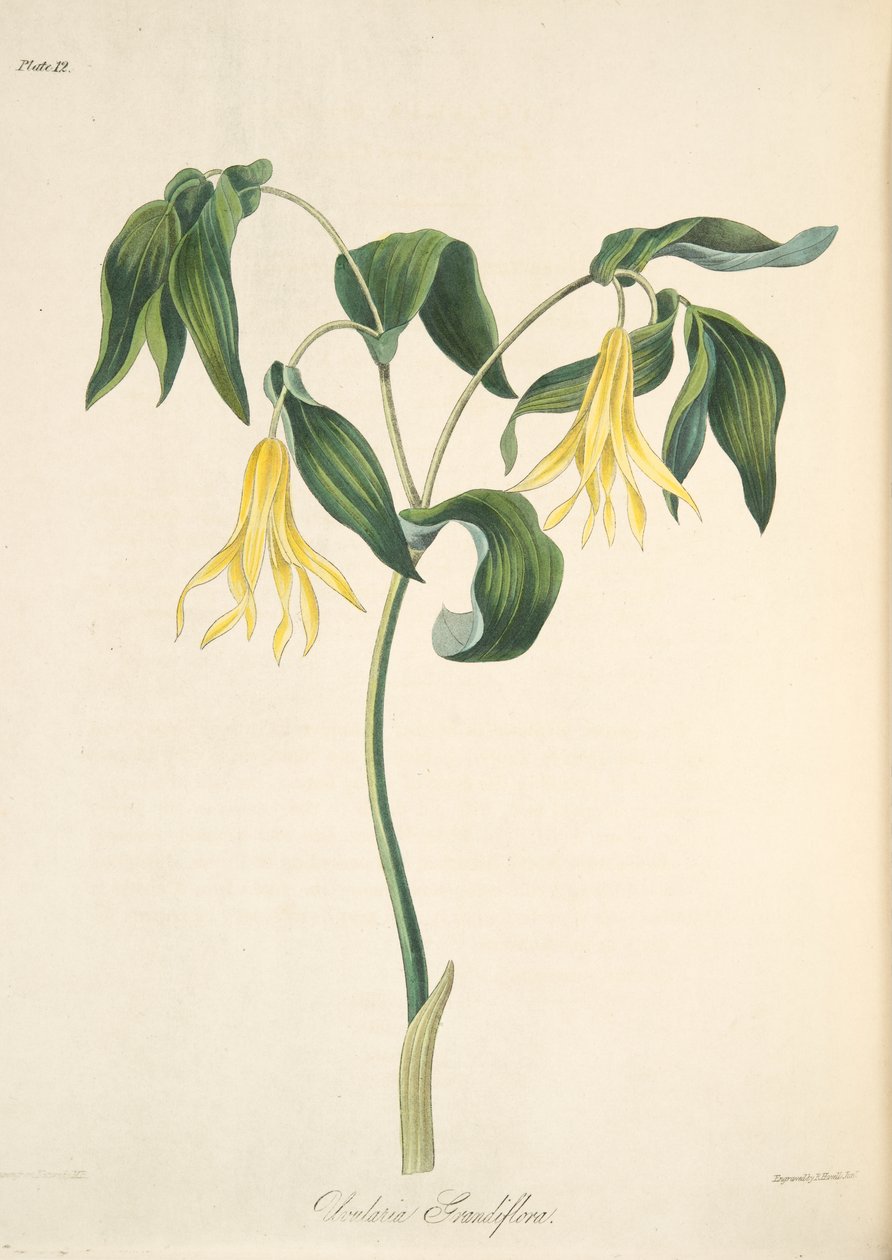 Bellwort كبير مزهر ، من الرسوم التوضيحية الأزهار للفصول ، حانة. 1829 (نقش يدوي) بواسطة مارجريت روسكو