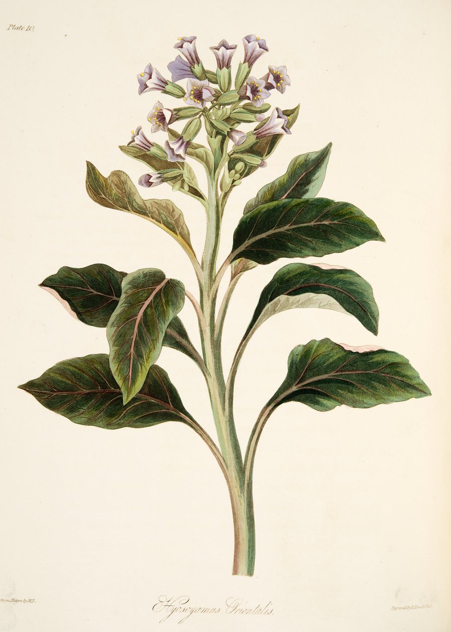 Hyoscyamus الشرقي ، من الرسوم التوضيحية الأزهار للفصول ، حانة. 1829 (نقش يدوي) بواسطة مارجريت روسكو