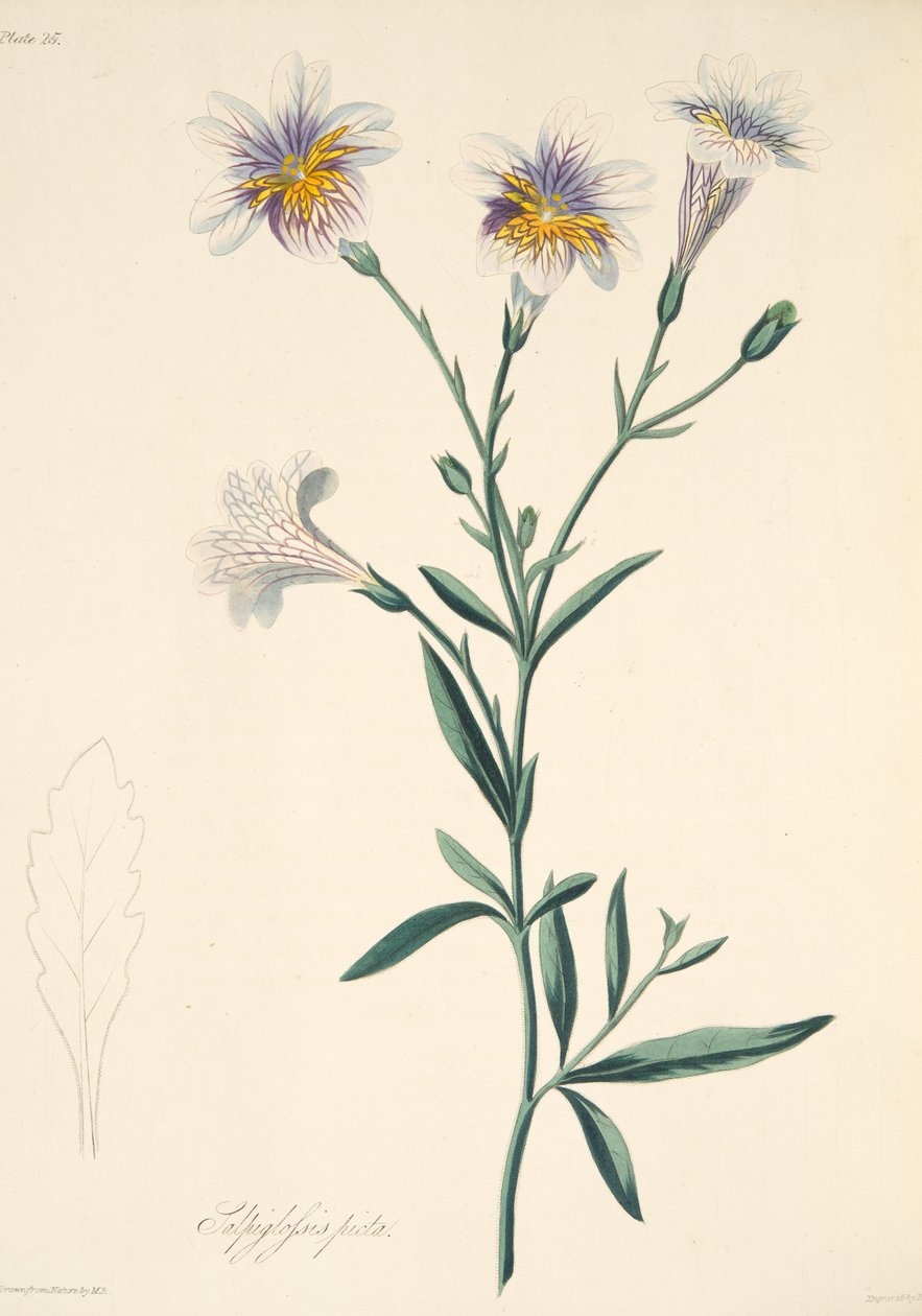 Salpiglossis رسمت ، من الرسوم التوضيحية الأزهار من الفصول ، حانة. 1829 (نقش يدوي) بواسطة مارجريت روسكو