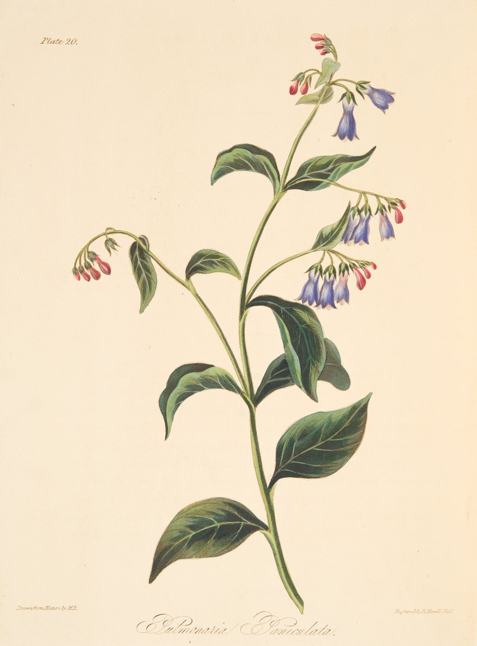 Panicled Lungwort، from Floral Illustrations of the Seasons، pub. 1829 (نقش يدوي) بواسطة مارجريت روسكو