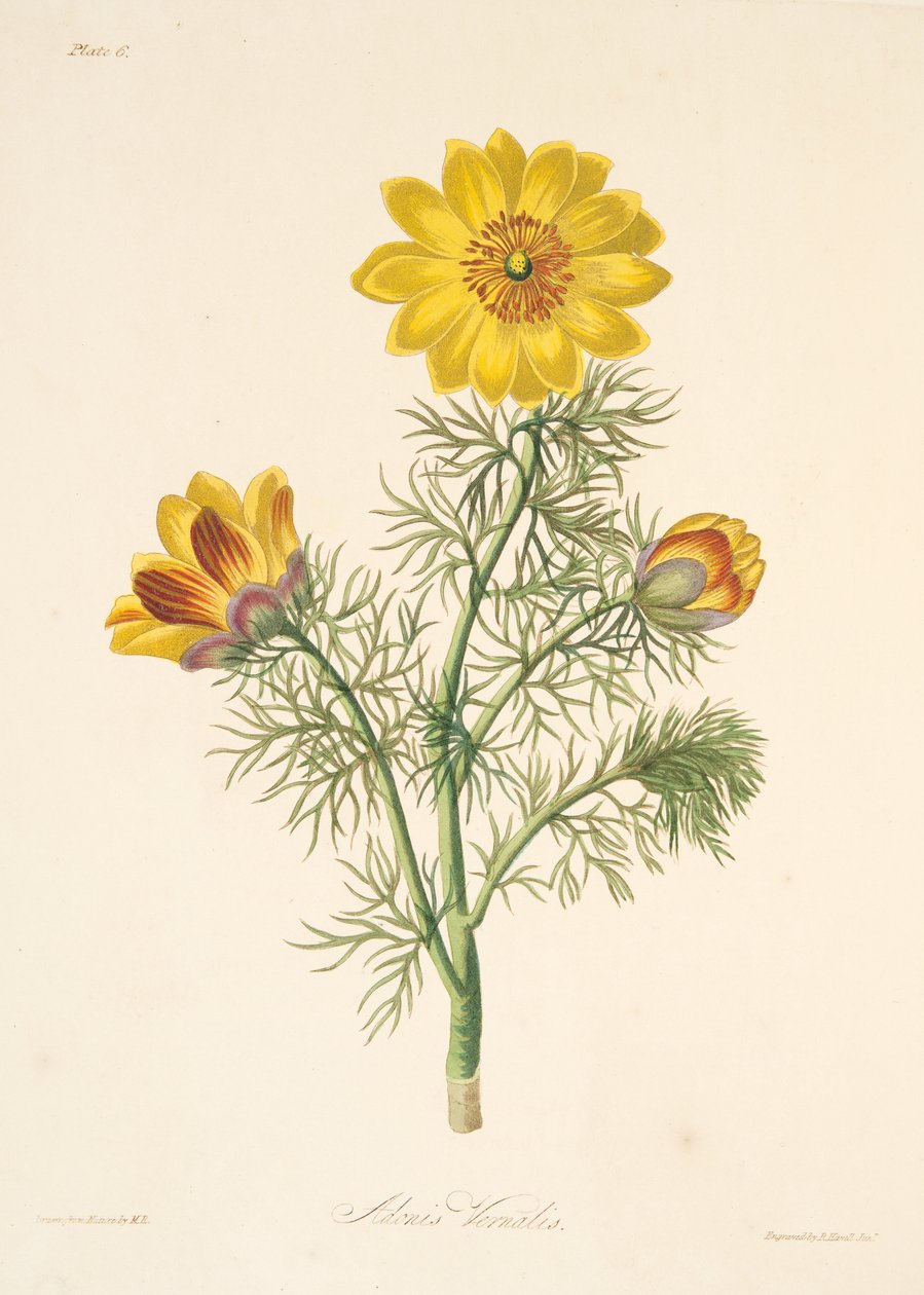 معمرة أدونيس ، من الرسوم التوضيحية الأزهار للفصول ، حانة. 1829 (نقش يدوي) بواسطة مارجريت روسكو