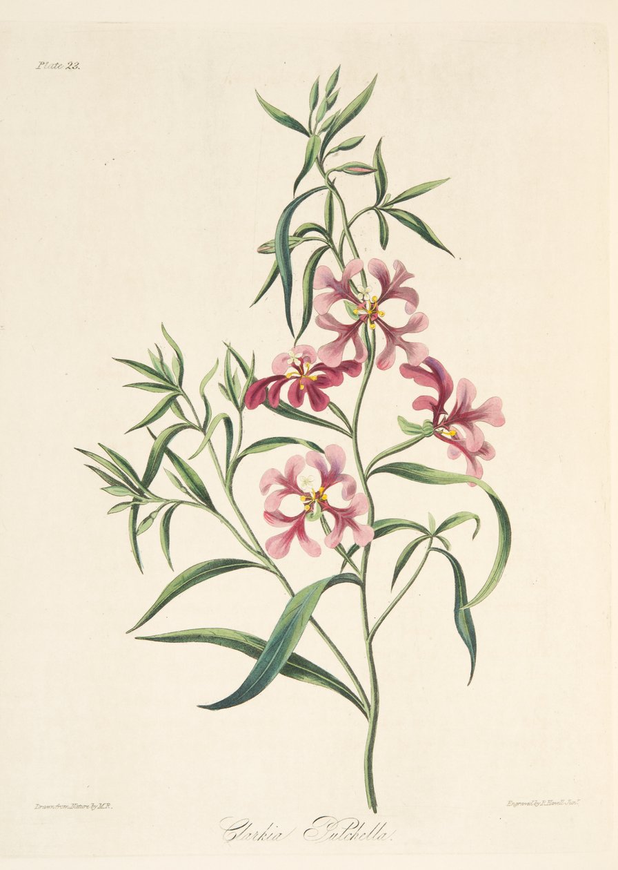 جميلة كلاركيا ، من الرسوم التوضيحية الأزهار للفصول ، حانة. 1829 (نقش يدوي) بواسطة مارجريت روسكو