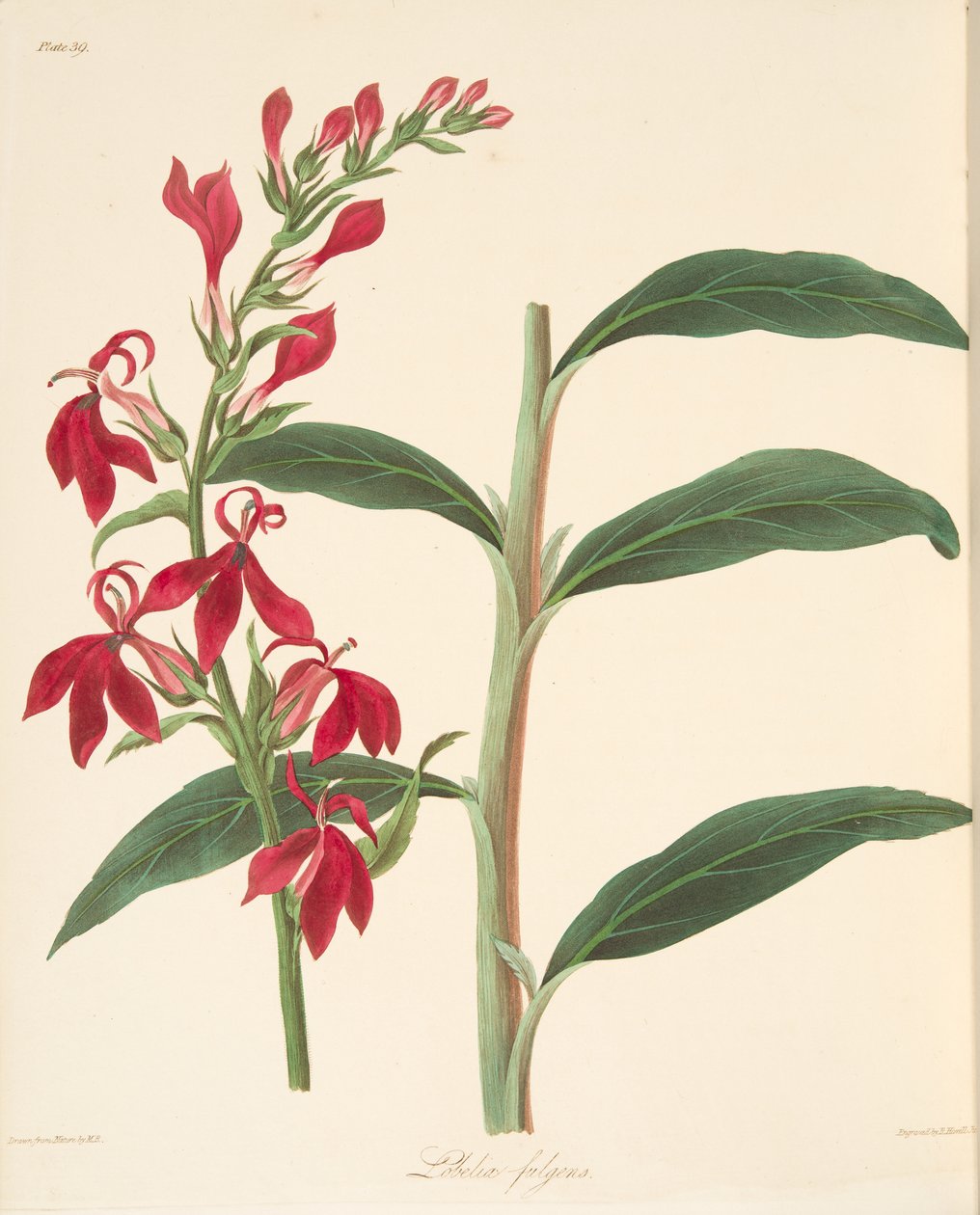 لوبيليا الصافية ، من الرسوم التوضيحية الأزهار للفصول ، حانة. 1829 (نقش يدوي) بواسطة مارجريت روسكو