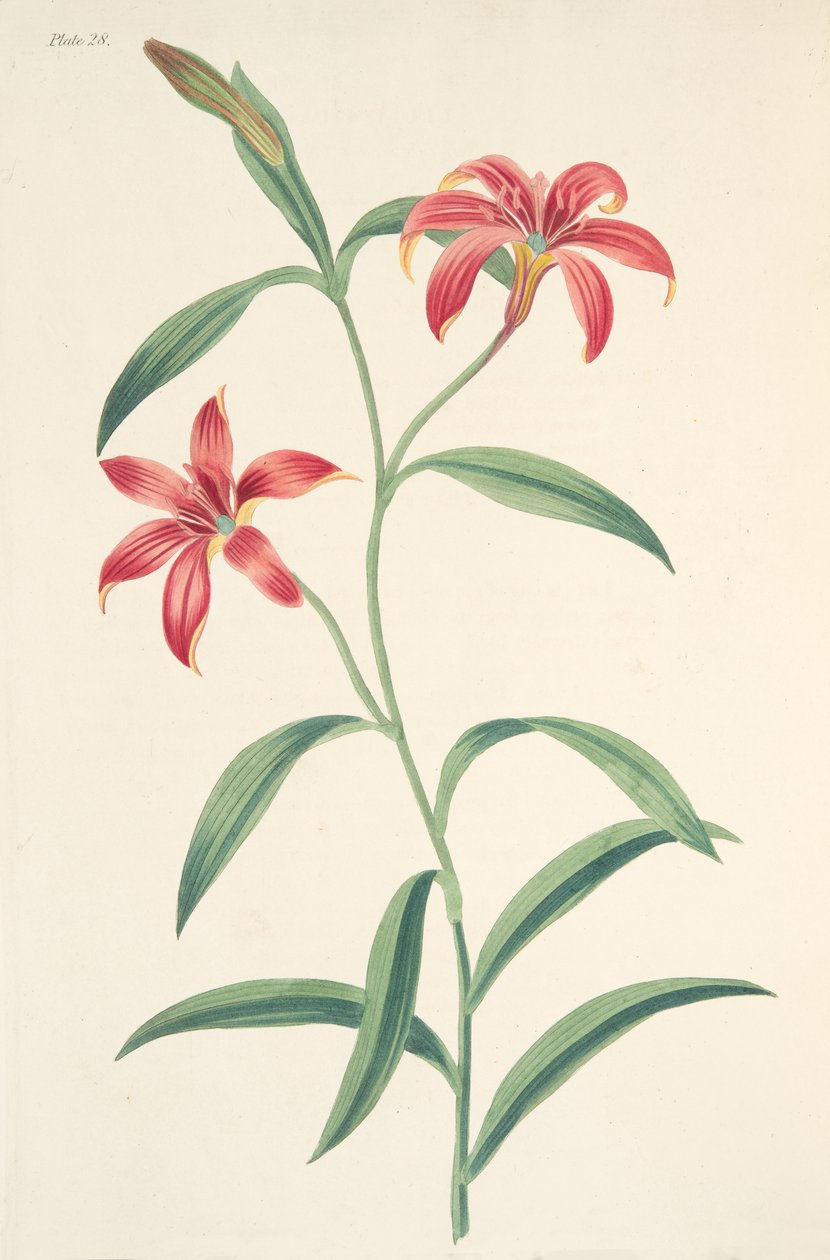 الزنبق الصيني الملون ذاتيًا ، من توضيحات الأزهار للفصول ، حانة. 1829 (نقش يدوي) بواسطة مارجريت روسكو