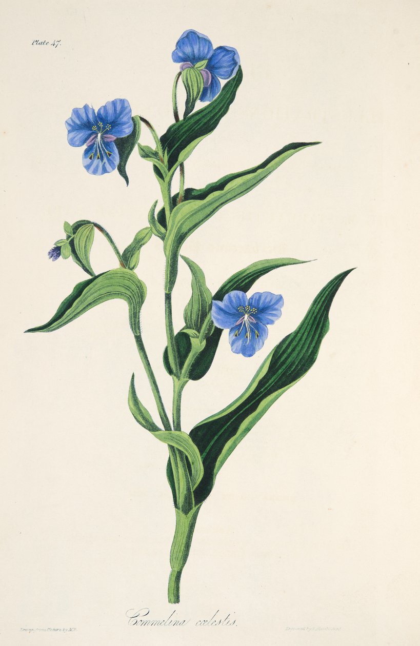 Commelina السماء الزرقاء ، من الرسوم التوضيحية الأزهار من الفصول ، حانة. 1829 (نقش يدوي) بواسطة مارجريت روسكو