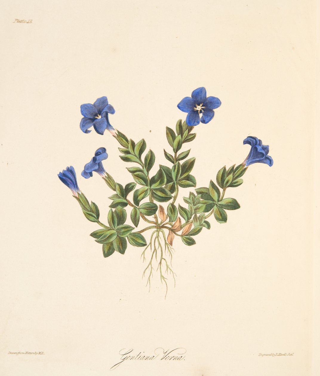 ربيع جينتيان ، من الرسوم التوضيحية الأزهار للفصول ، حانة. 1829 (نقش يدوي) بواسطة مارجريت روسكو
