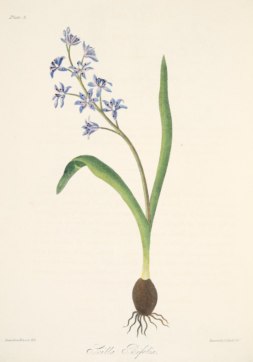Squill ذو ورقتين ، من الرسوم التوضيحية الأزهار للفصول ، حانة. 1829 (نقش يدوي) بواسطة مارجريت روسكو