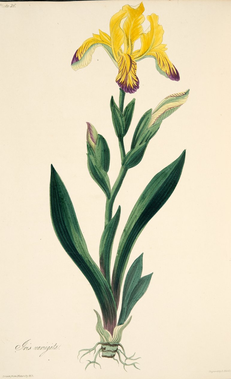 قزحية متباينة ، من الرسوم التوضيحية الأزهار للفصول ، حانة. 1829 (نقش يدوي) بواسطة مارجريت روسكو