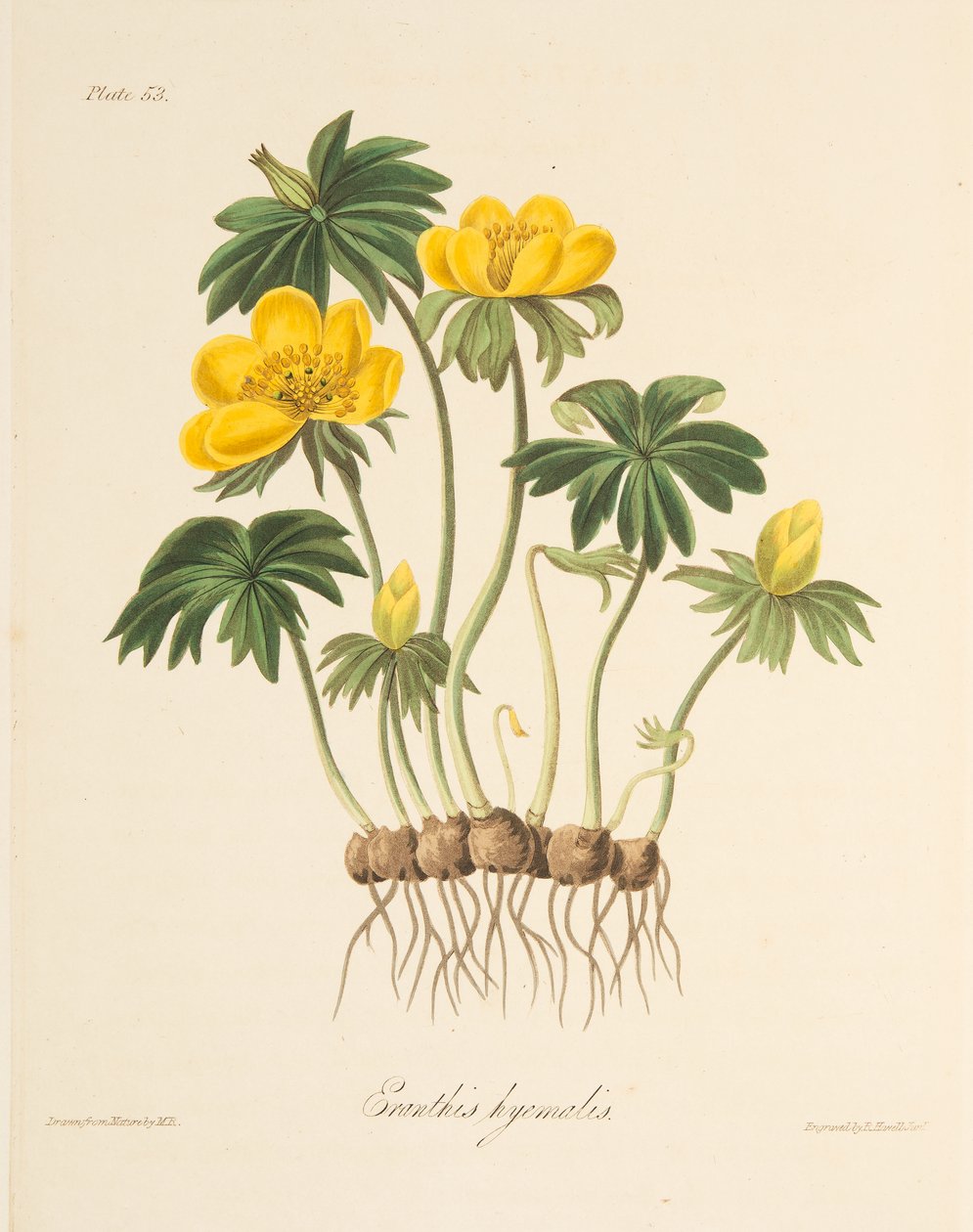Aconite الشتاء ، من الرسوم التوضيحية الأزهار من الفصول ، حانة. 1829 (نقش يدوي) بواسطة مارجريت روسكو