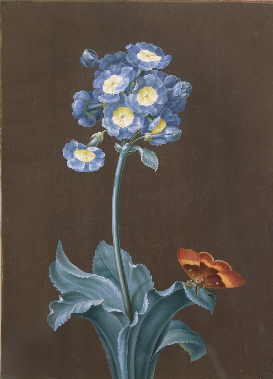 Primula Auricula مع العثة (الغواش) بواسطة مارجريتا باربرا ديتزش