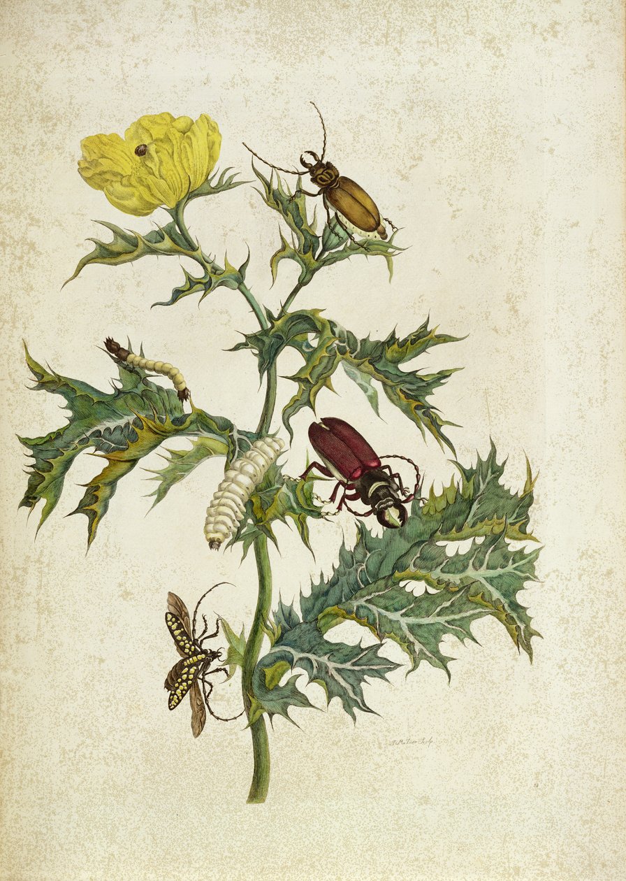 Cardos Spinosus: الخنافس واليرقات ، اللوحة 69 من "Over de Voorteling" ، 1730 بواسطة ماريا سيبيلا ميريان