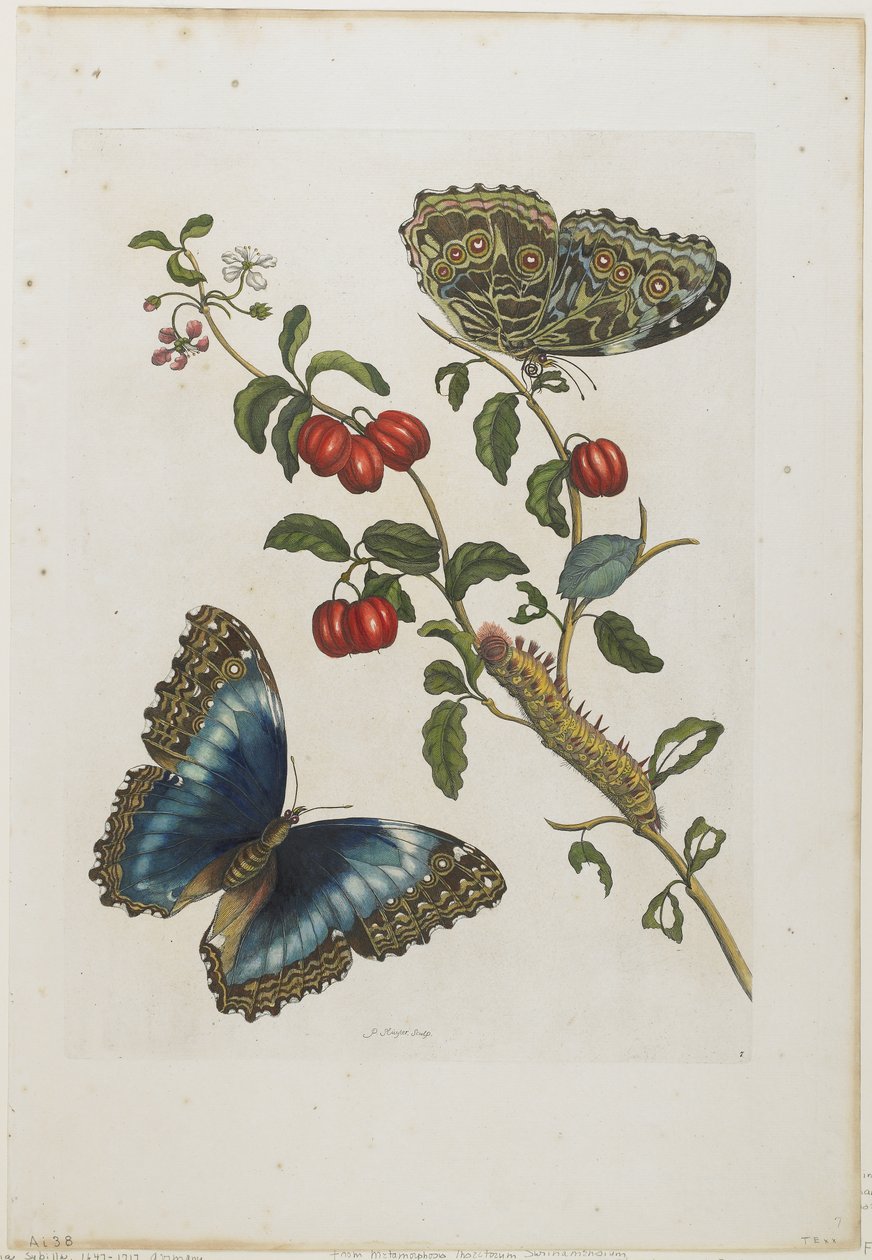 الفراشات الزرقاء العظيمة والفواكه الحمراء ، 1705-71 (النقش اليدوي والنقش) بواسطة ماريا سيبيلا ميريان