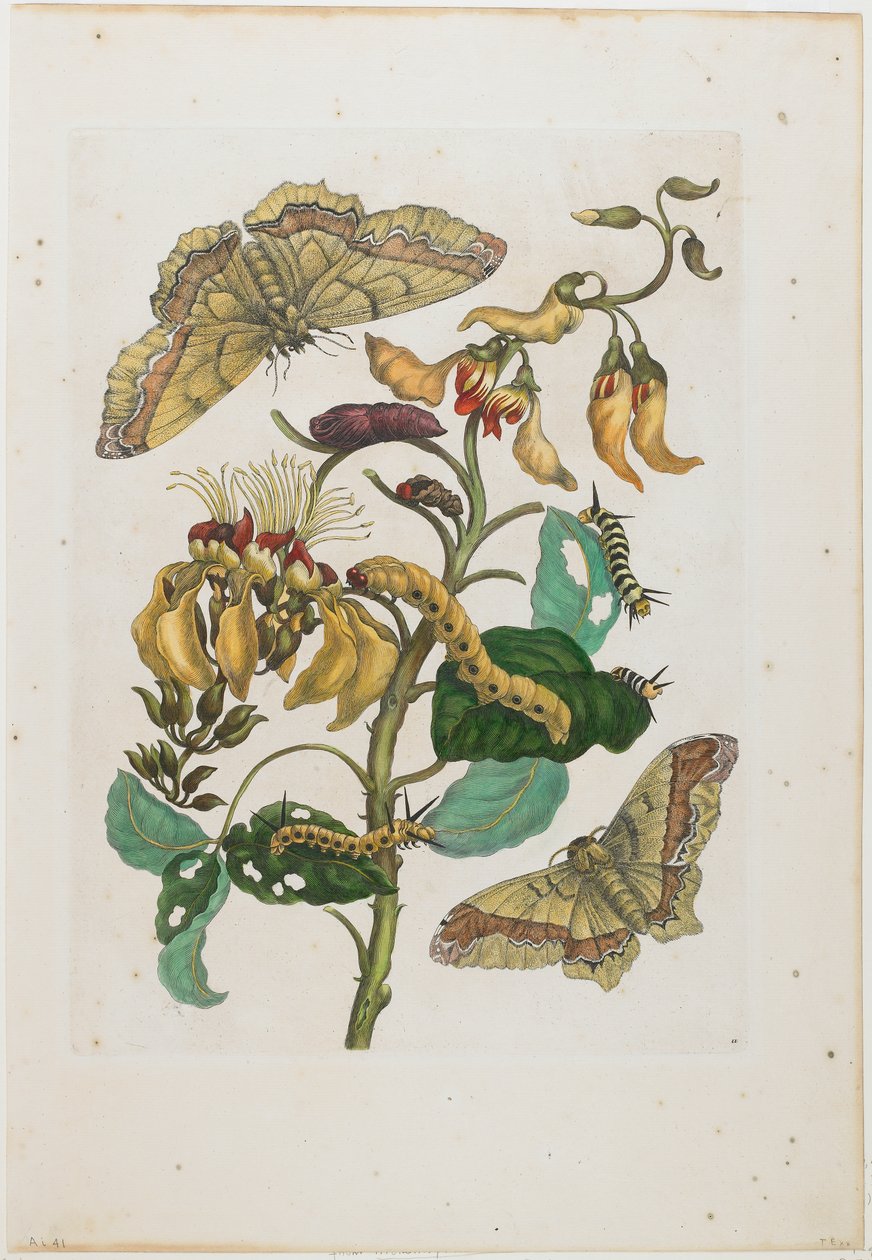 اليرقات والفراشات (Arsenura armida) والزهور (Pallisaden Boom: Erythrina fusca) بواسطة ماريا سيبيلا ميريان