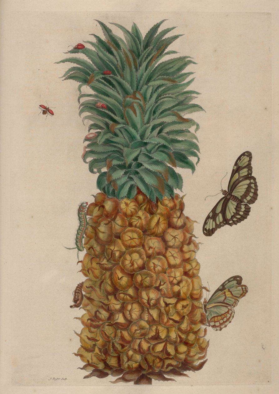 أناناس و صرصور ، رسم توضيحي من Metamorphosis insectorum Surinamensium بواسطة ماريا سيبيلا ميريان