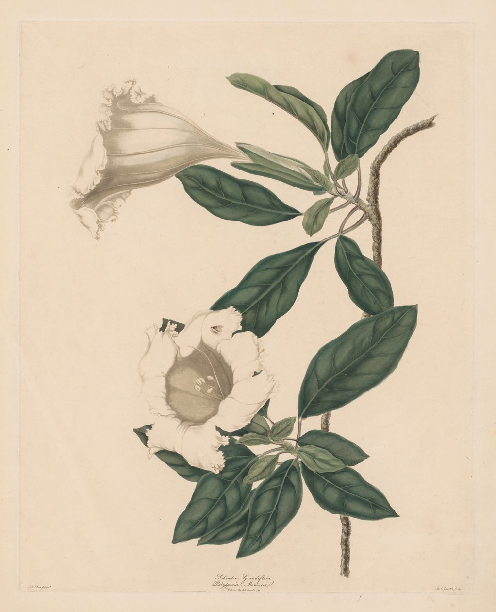 تشاليس فاين ، 1790. بواسطة ماريا كاثرينا بريستل