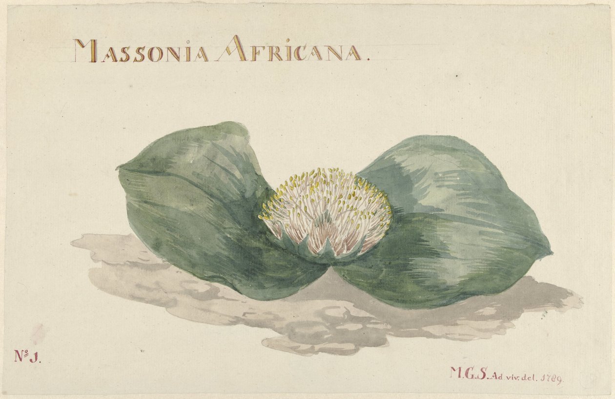 بلوم ماسونيا أفريكانا MASSONIA AFRICANA (العنوان على الكائن) بواسطة ماريا غيرترويدا باربييه سنابيلي