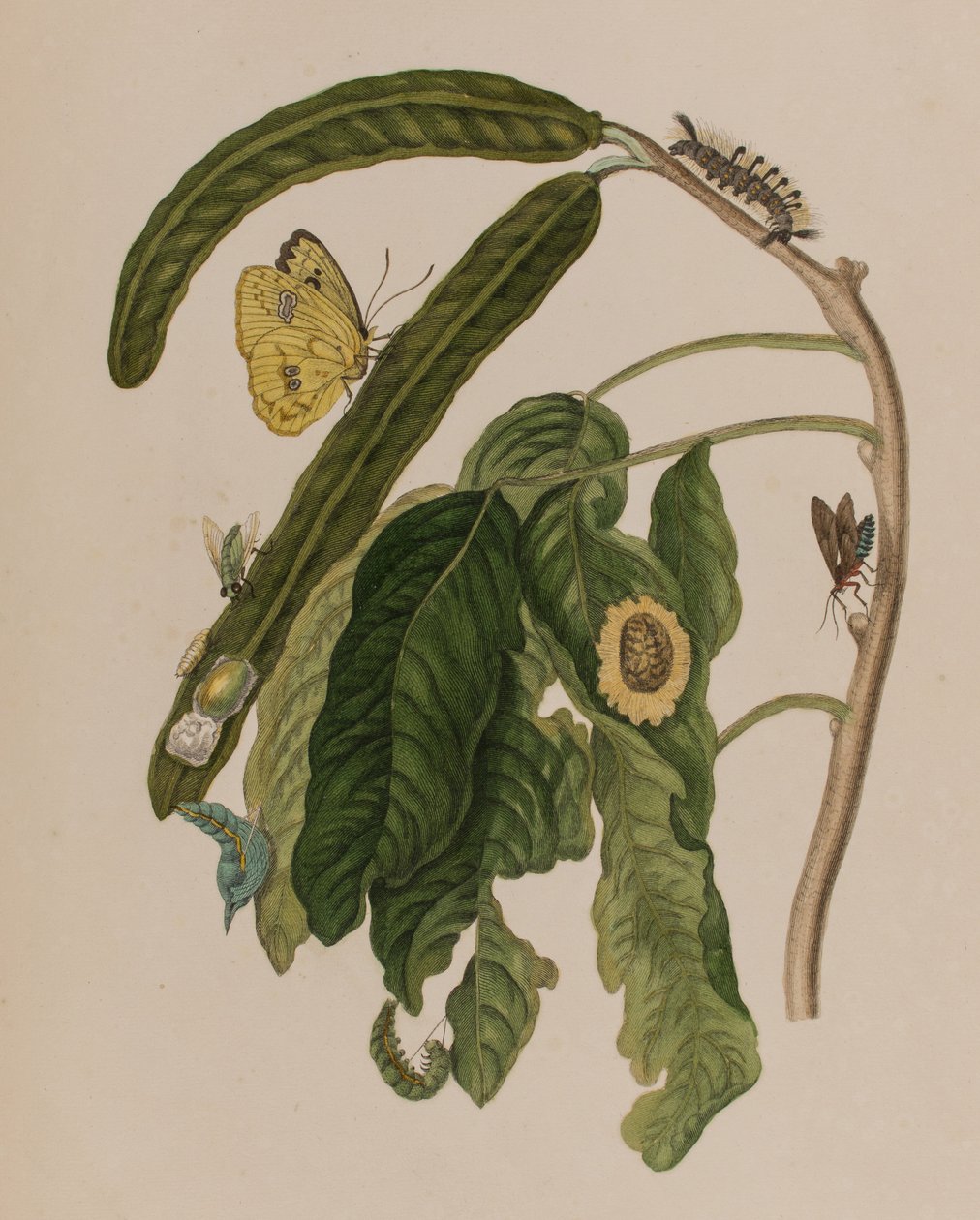 Illustration from 