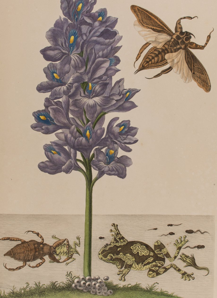 Illustration from 