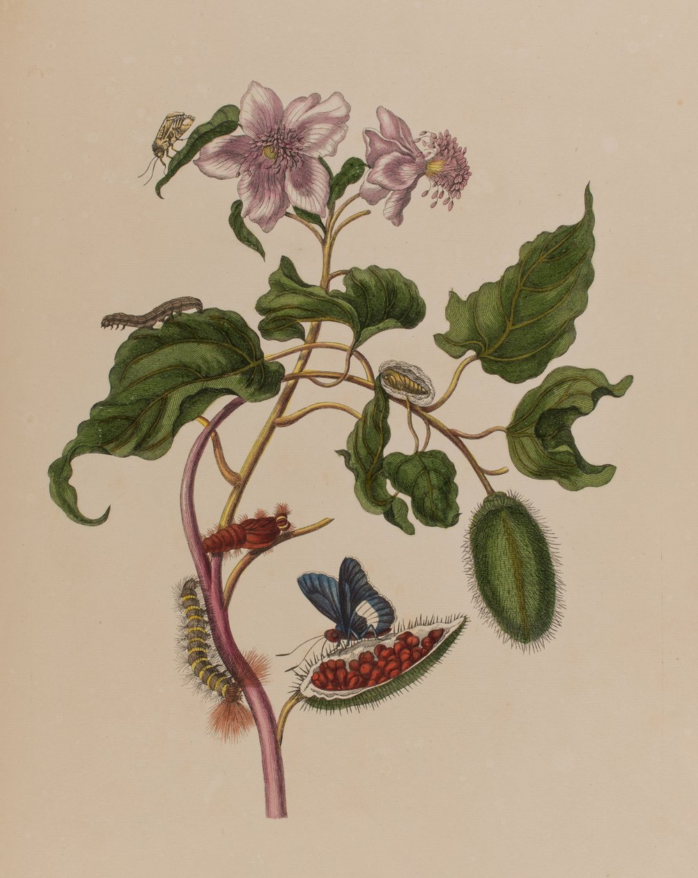 رسم توضيحي من "Metamorphosis insectorum Surinamensium. Ofte Change of Surinamese Insects 