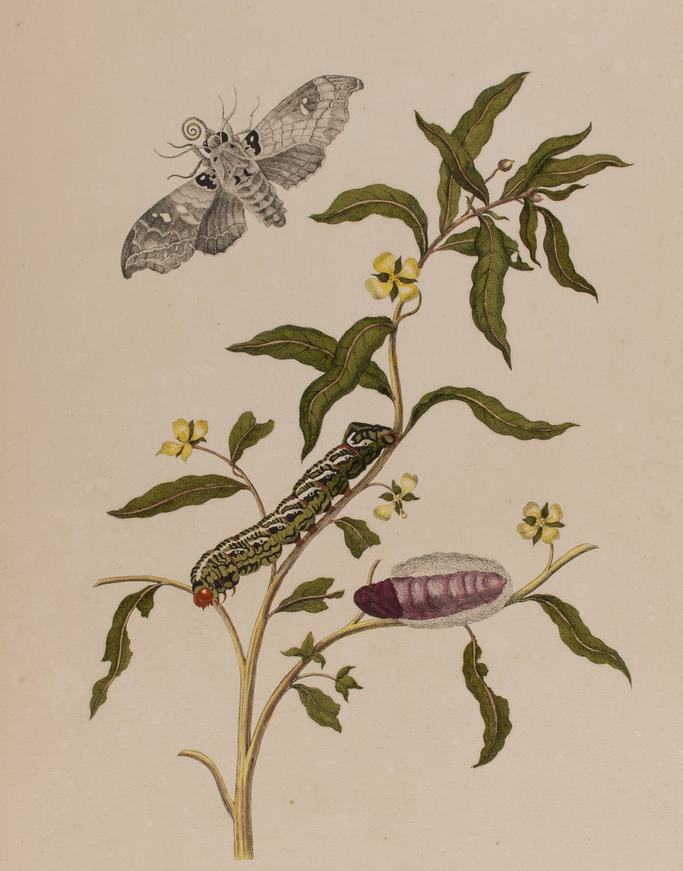 Illustration from 