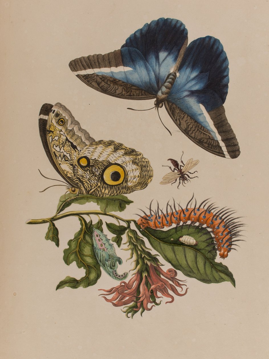 رسم توضيحي من "Metamorphosis insectorum Surinamensium. Ofte Change of Surinamese Insects 