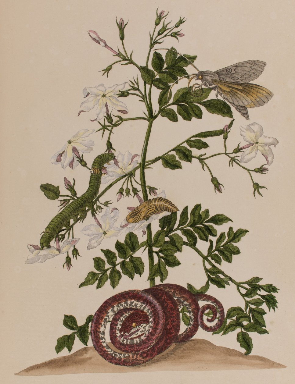 رسم توضيحي من "Metamorphosis insectorum Surinamensium. Ofte Change of Surinamese Insects 