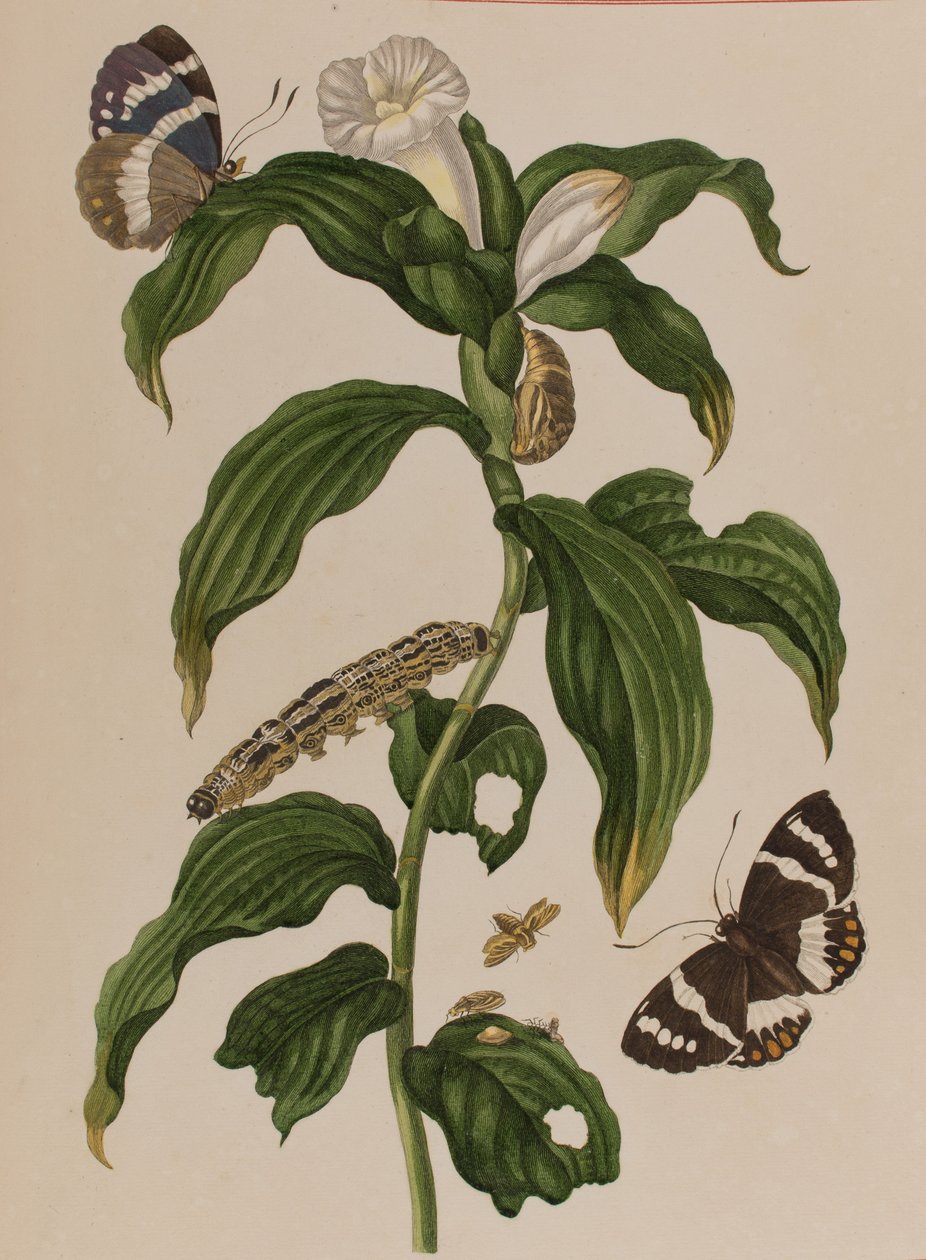 رسم توضيحي من "Metamorphosis insectorum Surinamensium. Ofte Change of Surinamese Insects 