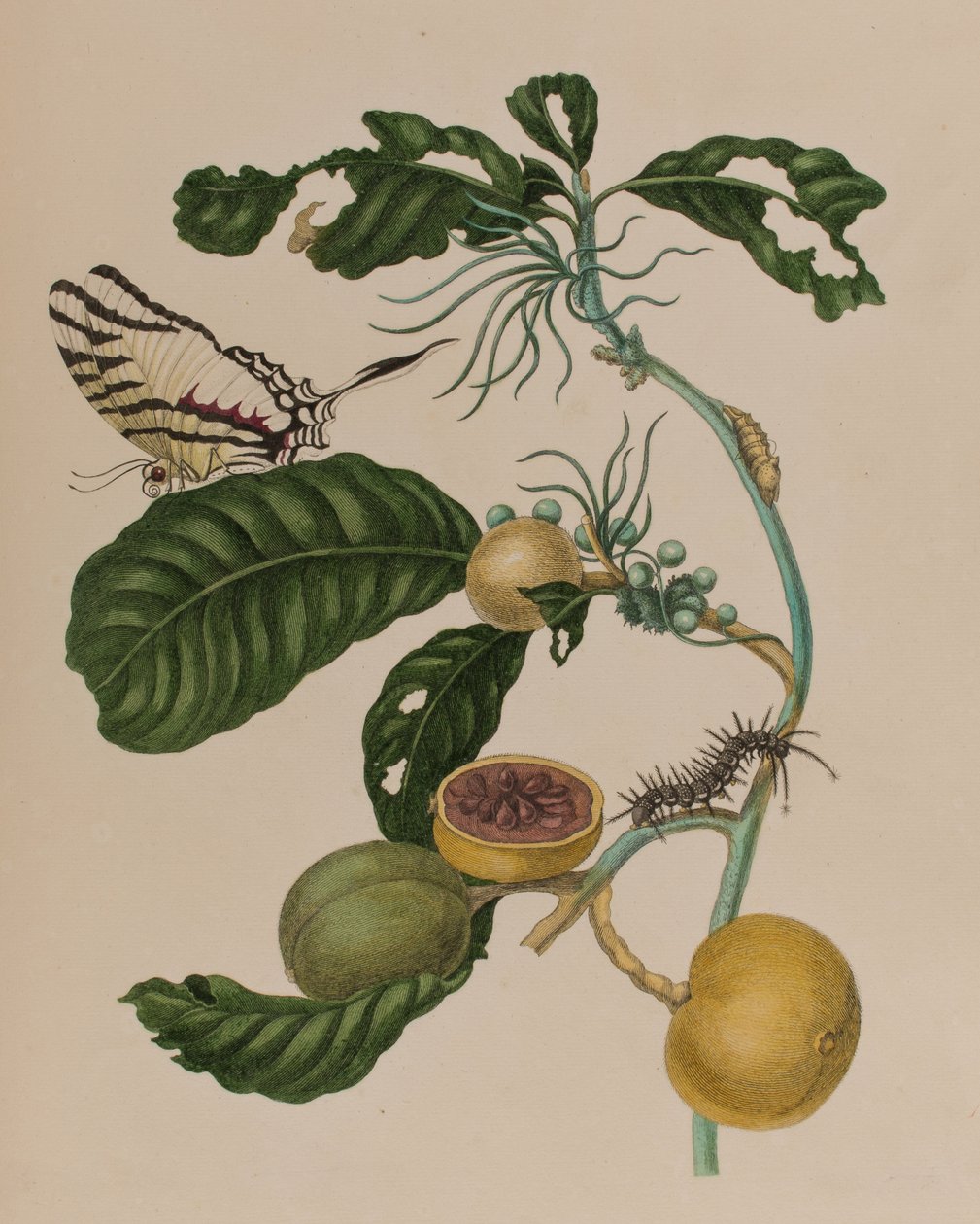 Illustration from 