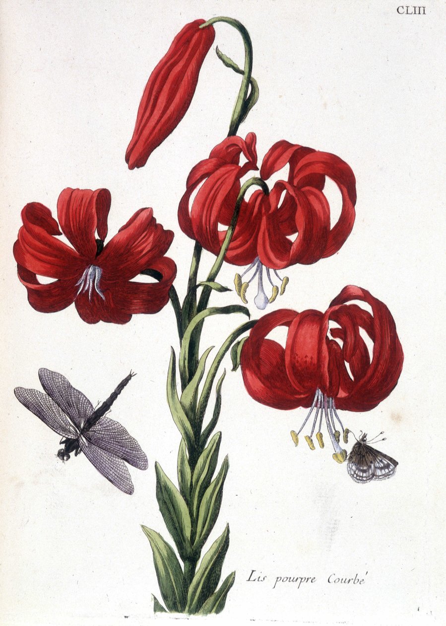Lys (lis) Purple Curbé - في "" التاريخ العام للحشرات من سورينام وجميع أنحاء أوروبا "بقلم Maria Sibylla de Merian ، محرر. ديسنوس ، باريس بواسطة ماريا سيبيلا ميريان