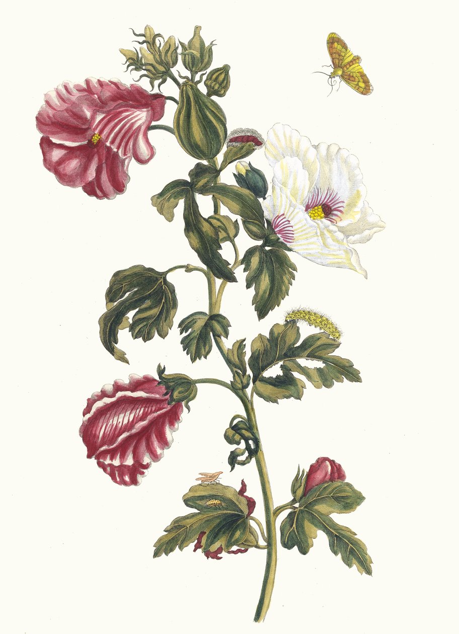ألثيا. من كتاب Metamorphosis insectorum Surinamensium ، 1705. بواسطة ماريا سيبيلا ميريان