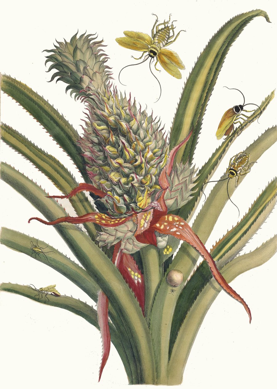 أناناس. من كتاب Metamorphosis insectorum Surinamensium ، 1705. بواسطة ماريا سيبيلا ميريان