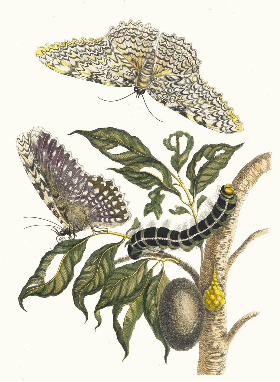Arbre de gomme-gutte. من كتاب Metamorphosis insectorum Surinamensium ، 1705. بواسطة ماريا سيبيلا ميريان
