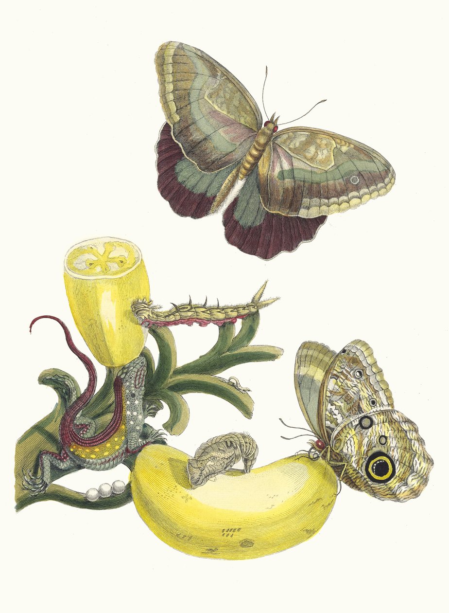 باكوريس. من كتاب Metamorphosis insectorum Surinamensium ، 1705. بواسطة ماريا سيبيلا ميريان