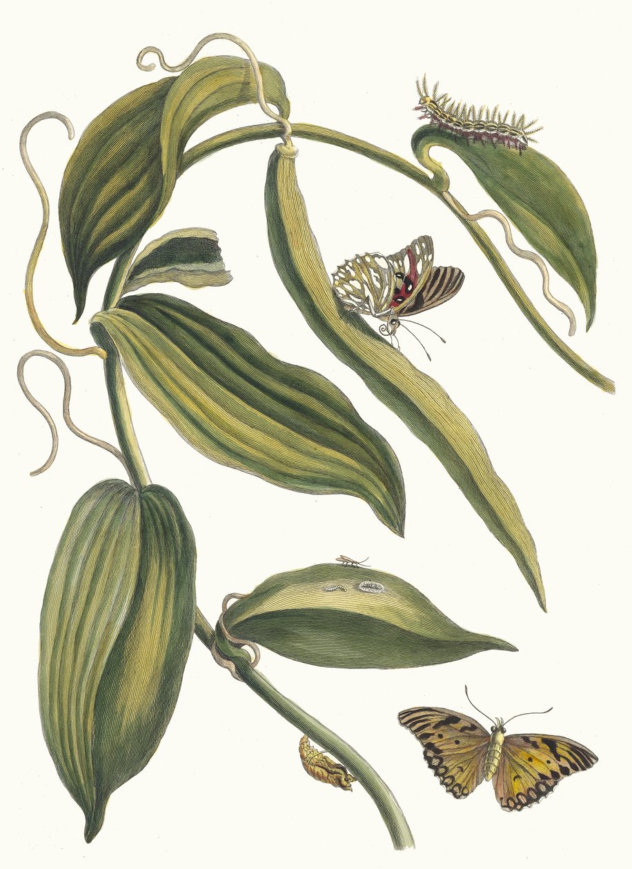 بانيل. من كتاب Metamorphosis insectorum Surinamensium ، 1705. بواسطة ماريا سيبيلا ميريان