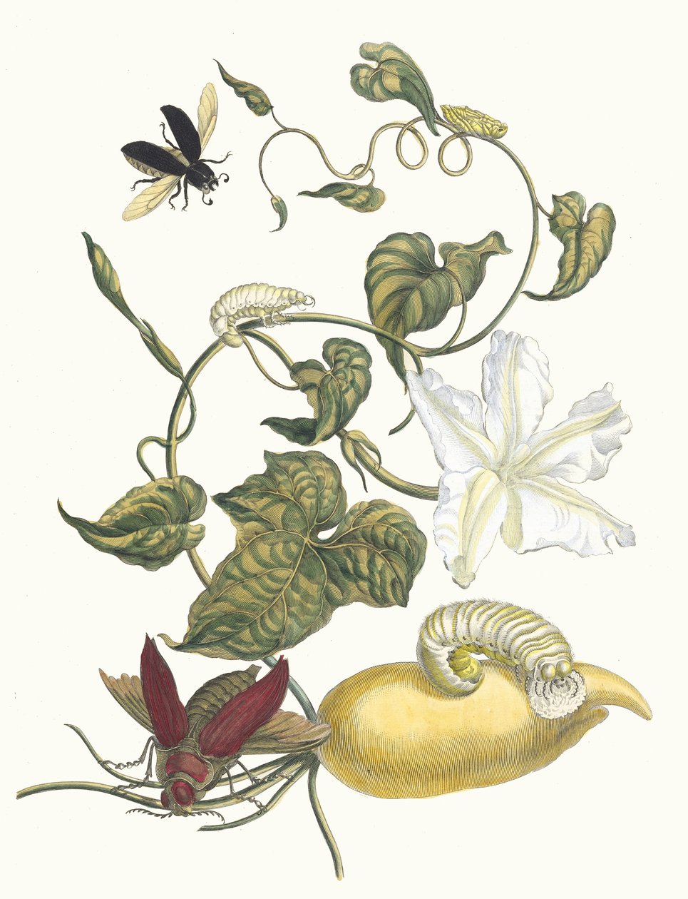 باتيس. من كتاب Metamorphosis insectorum Surinamensium ، 1705. بواسطة ماريا سيبيلا ميريان