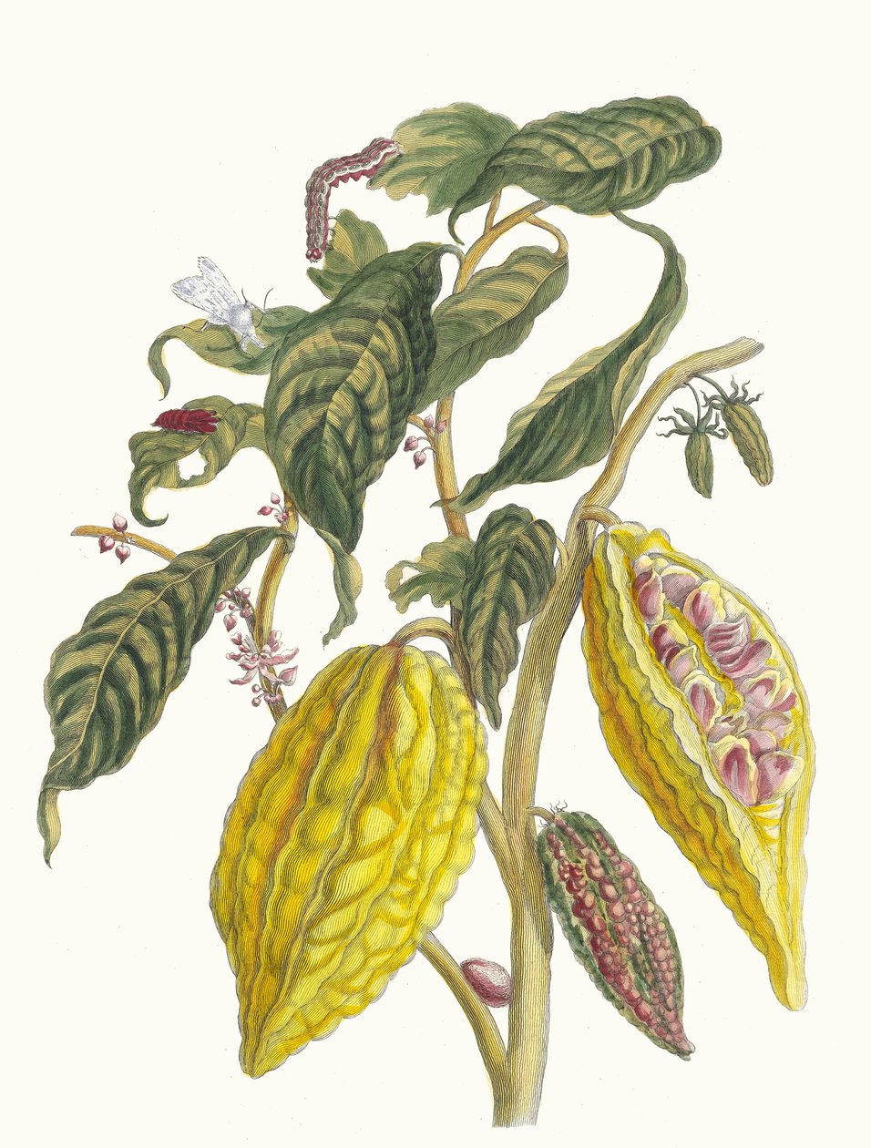 الكاكاو. من كتاب Metamorphosis insectorum Surinamensium ، 1705. بواسطة ماريا سيبيلا ميريان