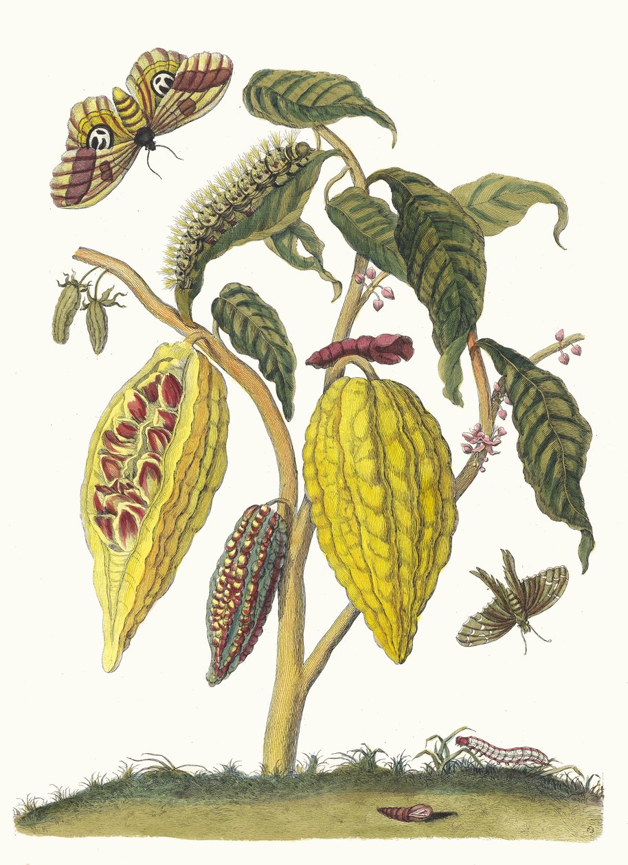 الكاكاو. من كتاب Metamorphosis insectorum Surinamensium ، 1705. بواسطة ماريا سيبيلا ميريان