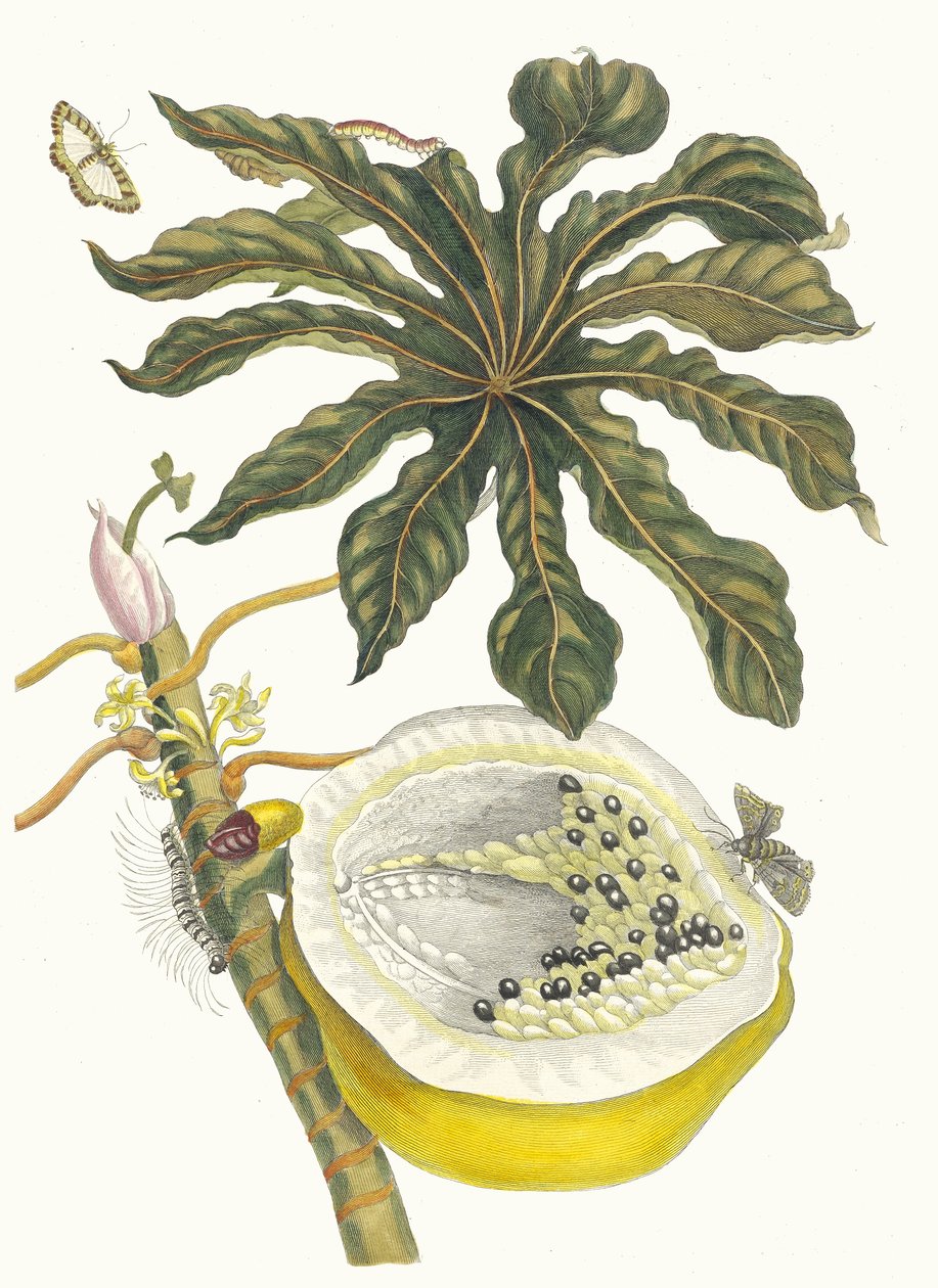 كاريكا بابايا. من كتاب Metamorphosis insectorum Surinamensium ، 1705. بواسطة ماريا سيبيلا ميريان
