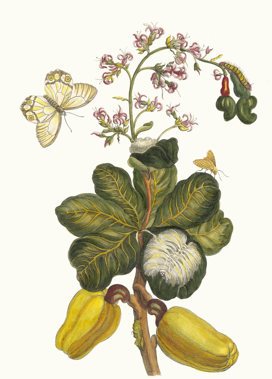 كاشو. من كتاب Metamorphosis insectorum Surinamensium ، 1705. بواسطة ماريا سيبيلا ميريان