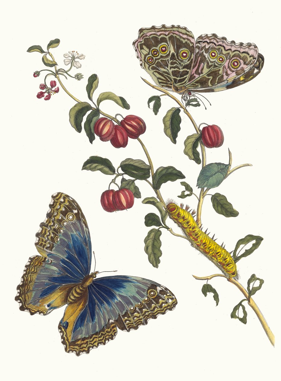 Cerises d'Amerique. من كتاب Metamorphosis insectorum Surinamensium ، 1705. بواسطة ماريا سيبيلا ميريان