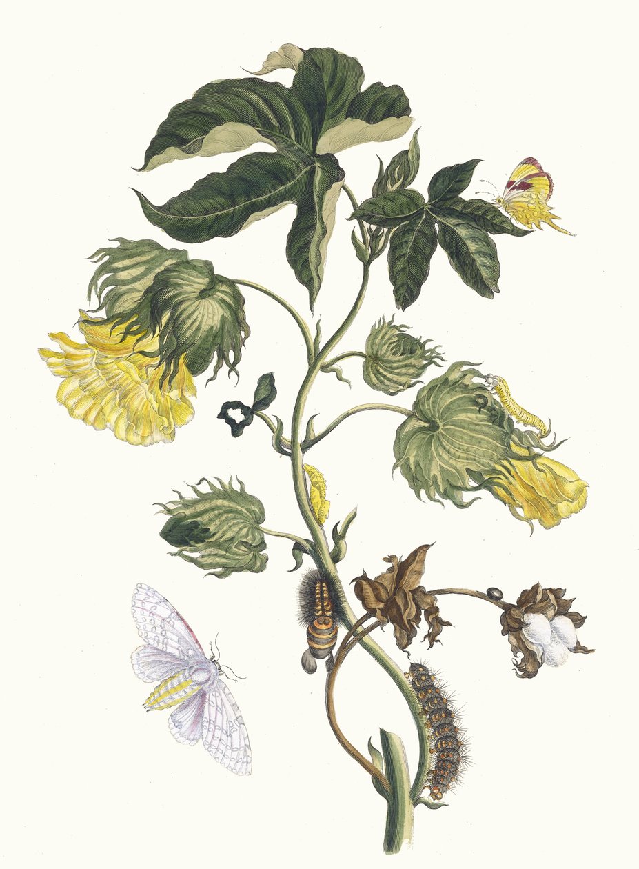 كوتونير. من كتاب Metamorphosis insectorum Surinamensium ، 1705. بواسطة ماريا سيبيلا ميريان