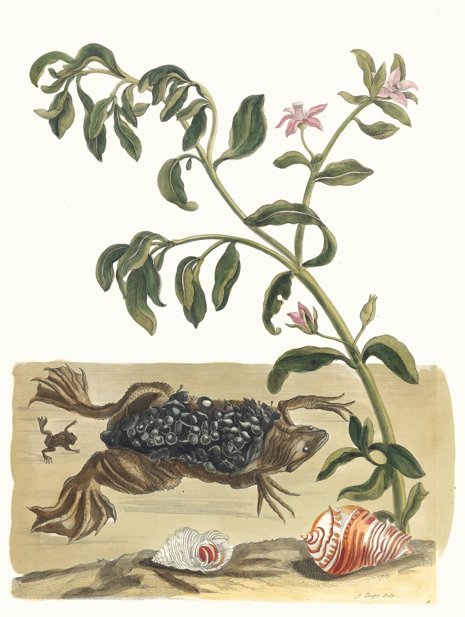 كريسون. من كتاب Metamorphosis insectorum Surinamensium ، 1705. بواسطة ماريا سيبيلا ميريان