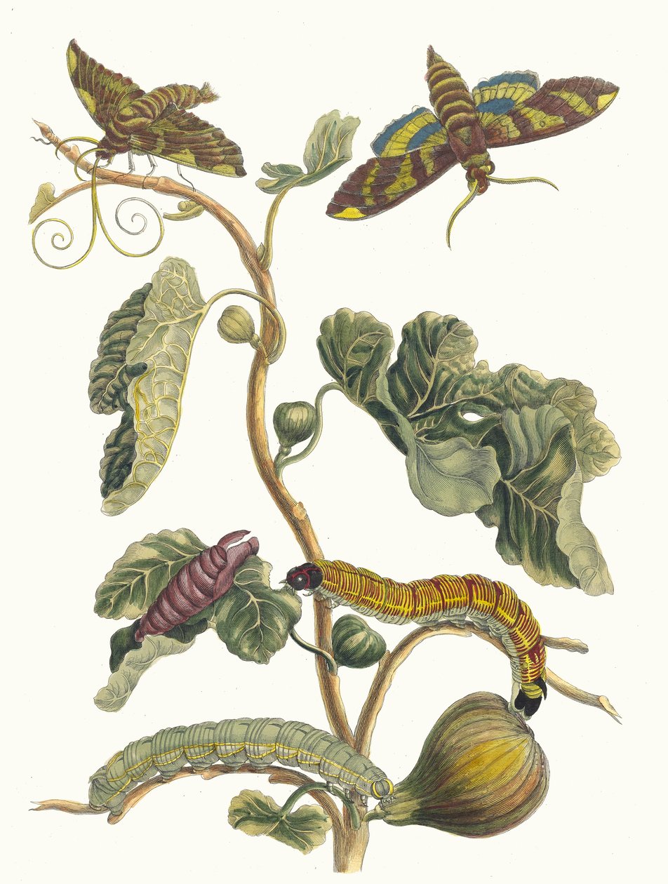 فيغير دامريك. من كتاب Metamorphosis insectorum Surinamensium ، 1705. بواسطة ماريا سيبيلا ميريان