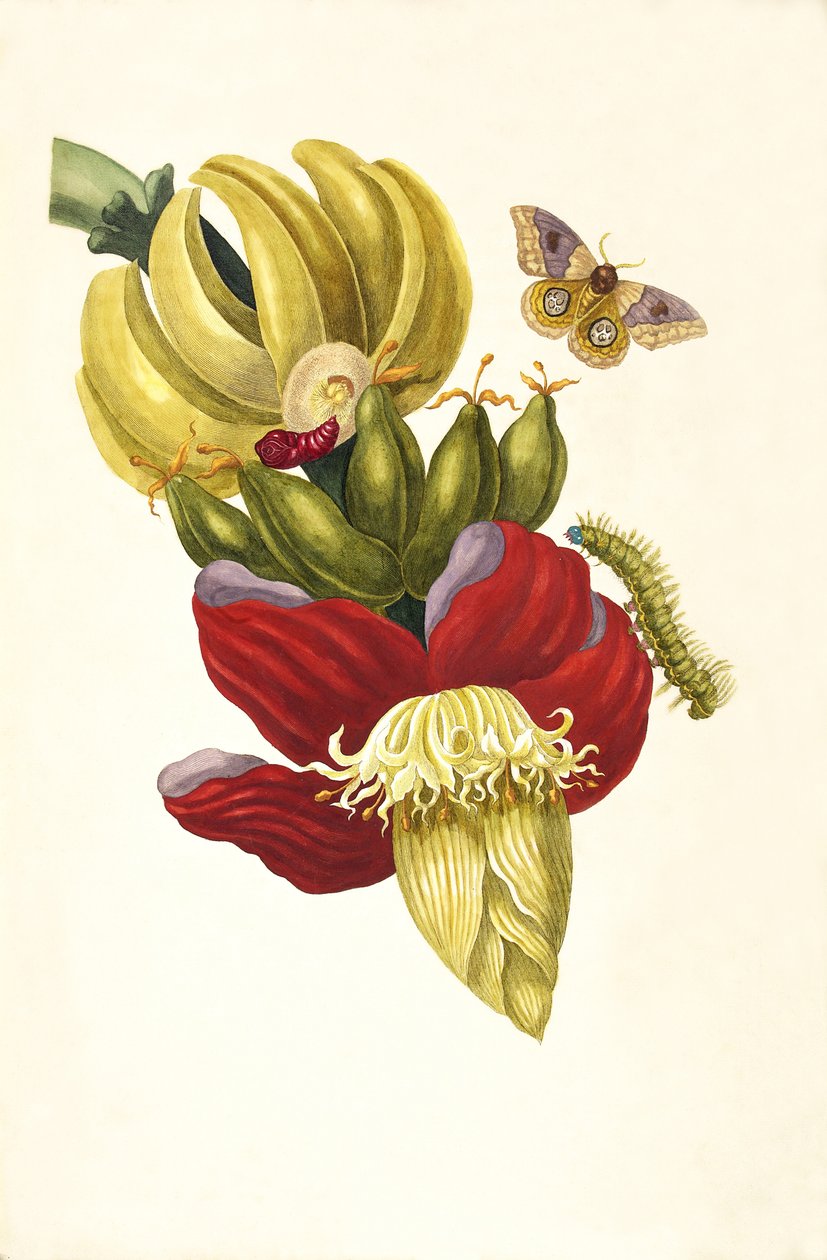 من كتاب Metamorphosis insectorum Surinamensium ، 1705. بواسطة ماريا سيبيلا ميريان