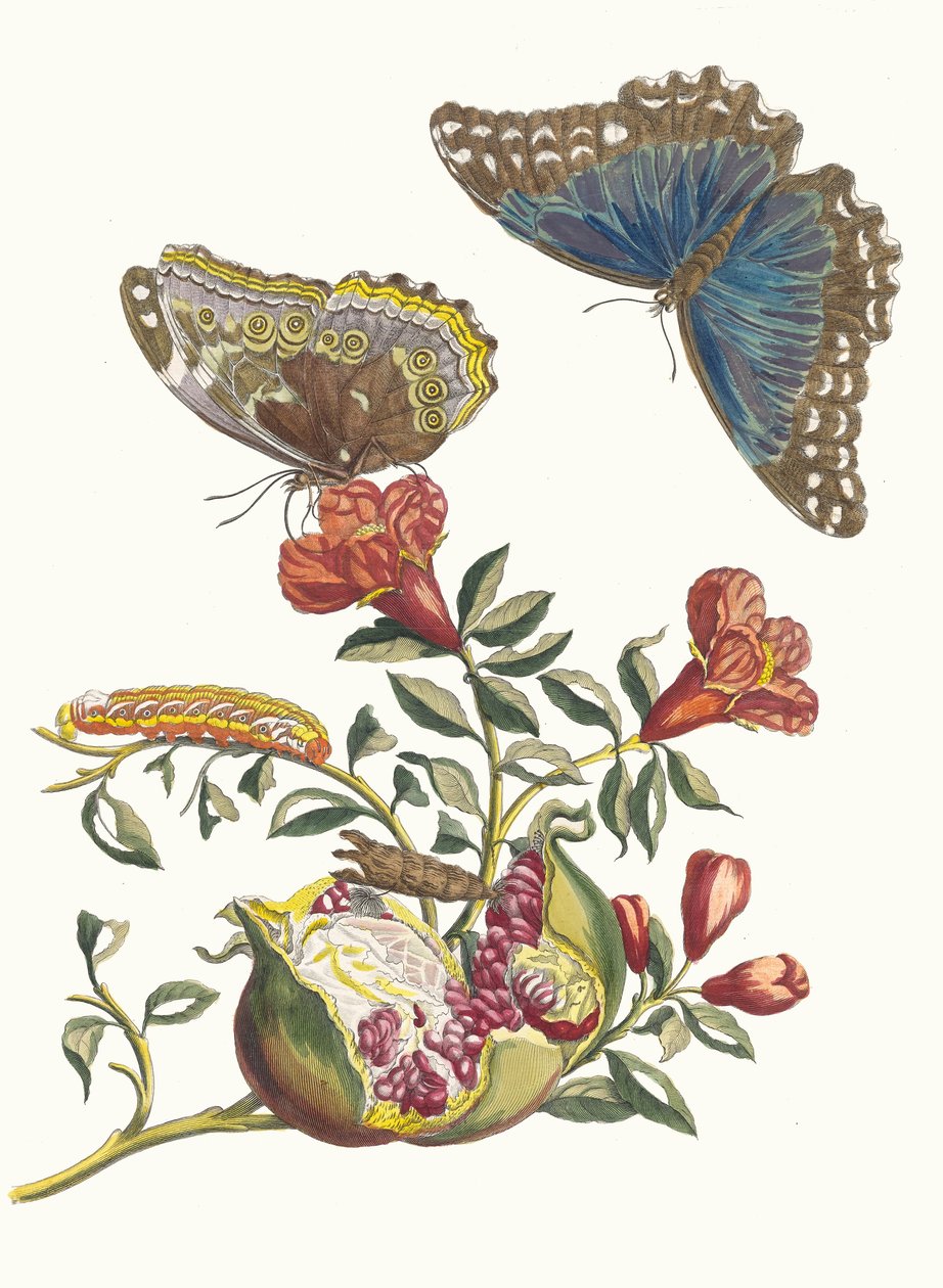 غرينادير. من كتاب Metamorphosis insectorum Surinamensium ، 1705. بواسطة ماريا سيبيلا ميريان